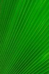 Abstract image of green palm leaf for background.