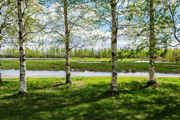 birches on the lawn by the lake
