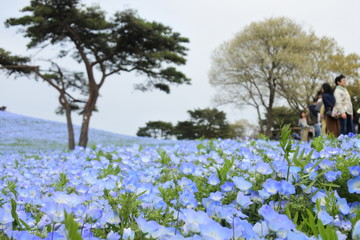 blue flowers - nemophila around there