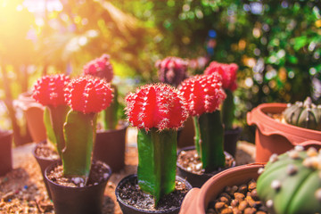 Closeup. beautiful Cactus in the garden