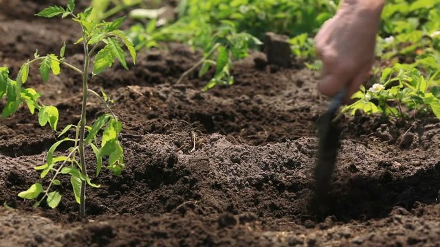 The farmer is planting seedlings of tomatoes in the soil on the field. Time Lapse.