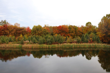 Fall foliage in October in suburban Maryland