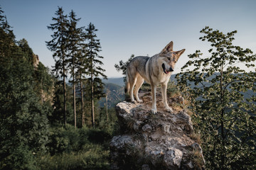 Czechoslovakian wolfdog, a breed coming from German Shepherd and wolf easily mistaken with wolf