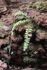 green fern in the forest