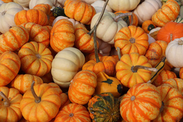 Many pumpkins at the patch in October