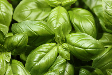 Basilikum