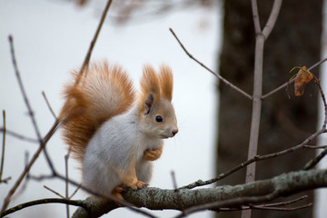 Portrait of a squirrel eating a branch in a zoo.