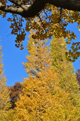 Fototapeta premium 青空を背景にして、黄葉したイチョウの樹を撮影した写真