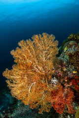 Naklejka na ściany i meble sea fan or gorgonian on the slope of a coral reef with visible water surface and fish
