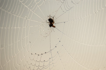 spider in his net