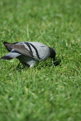 Pigeon