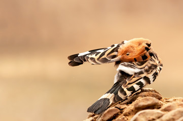 Common hoopoe having stratch on a date tree trunk