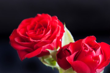 red rose on black background