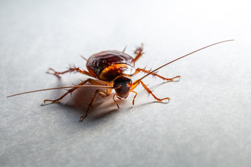 Close-up brown cockroach on gray background