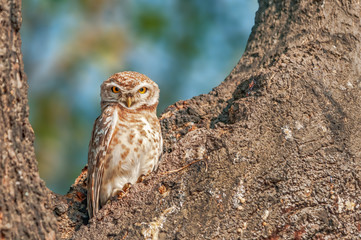 Spotted owlet sitting on a tree making eye to eye contact