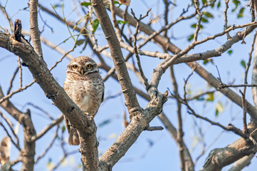 Spotted owlet on a tree against blue sky