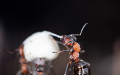 big red forest ant in natural habitat