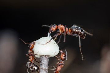 big red forest ant in natural habitat