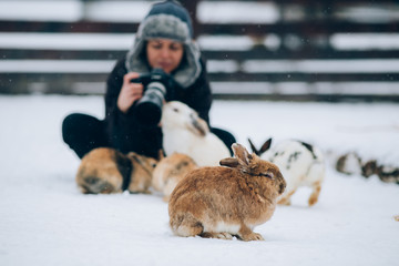 Photographer having fun and taking pictures in a rabbit park in winter. 