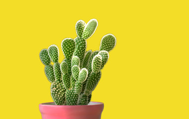 Small plant green cactus opuntia in pink pot with clipping path on yellow background.