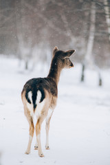 Beautiful deer in winter. 