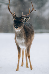 Beautiful deer in winter. 