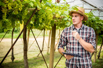 Young man is checking the growing grapes in farm