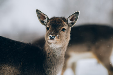 Beautiful deer in winter. 