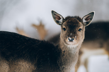 Beautiful deer in winter. 