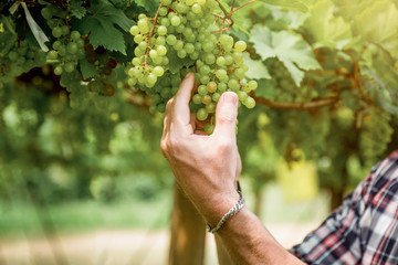 Man is checking the growing grape, close up
