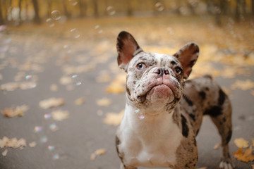 adorable french bulldog posing outdoors in autumn