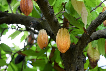 Cacao fruit hanging on the tree