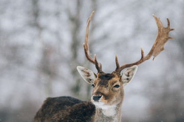 Beautiful deer in winter outdoors.