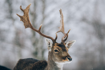 Naklejka na ściany i meble Beautiful deer in winter outdoors.