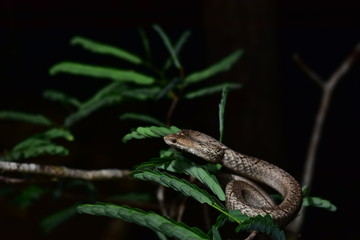 Naklejka premium snke