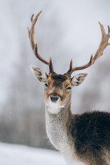 Beautiful deer in winter outdoors.