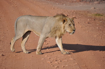 Lion Africa