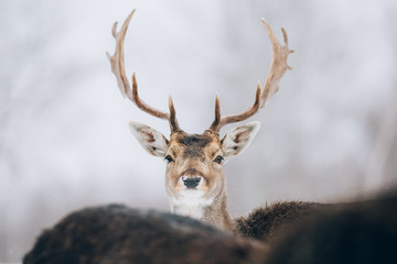 Beautiful deer in winter outdoors.