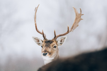 Beautiful deer in winter outdoors.