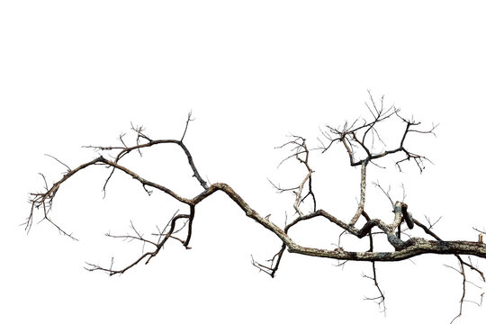 Dead tree isolated on white background with clipping path, black and white dead tree