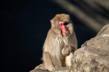 Fototapeta premium ニホンザル