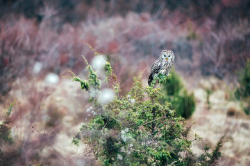 Ural Owl portrait in wild.