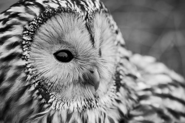 Ural Owl portrait in wild.