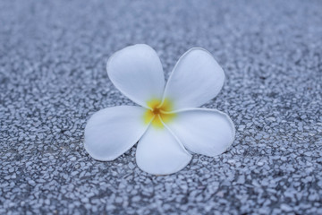 Obraz na płótnie Canvas frangipani flower on blur background