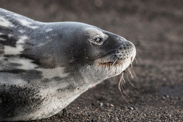 Weddell seal resting on an antartica beach,Antartic Peninsula © foto4440