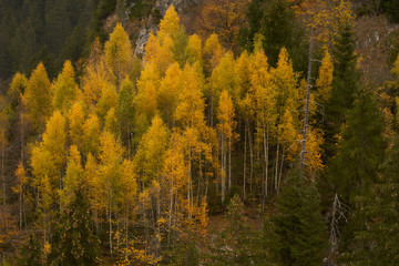 Obraz premium A part of the forest wearing the colors of autumn