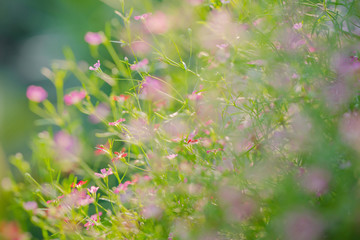 Abstract nature background with grass in the meadow and sunset. 