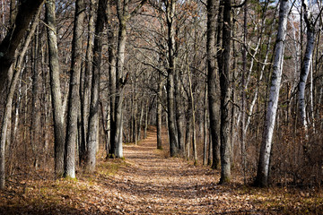 Brainerd Arboretum Forest Path