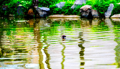 The monkeys are swimming water happily in the park