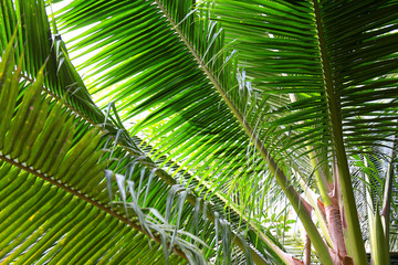 Fototapeta premium Cultivation of coconut young leaves for background, Palm leaves